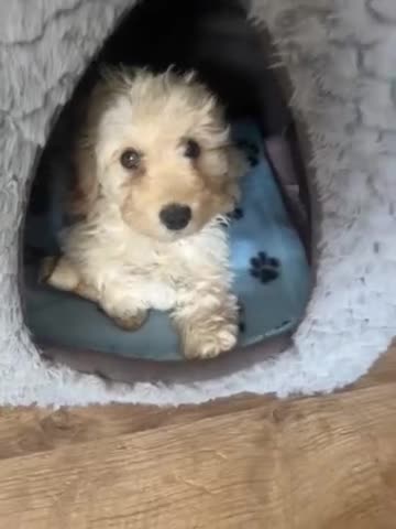 Cocker Spaniel dogs for sale: Cocker spaniel  - Video 2
