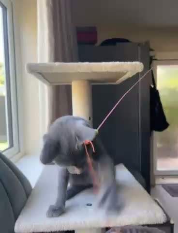 Russian Blue cats for sale: Lats one! Beautiful Russian Blue female kitten  - Video 1