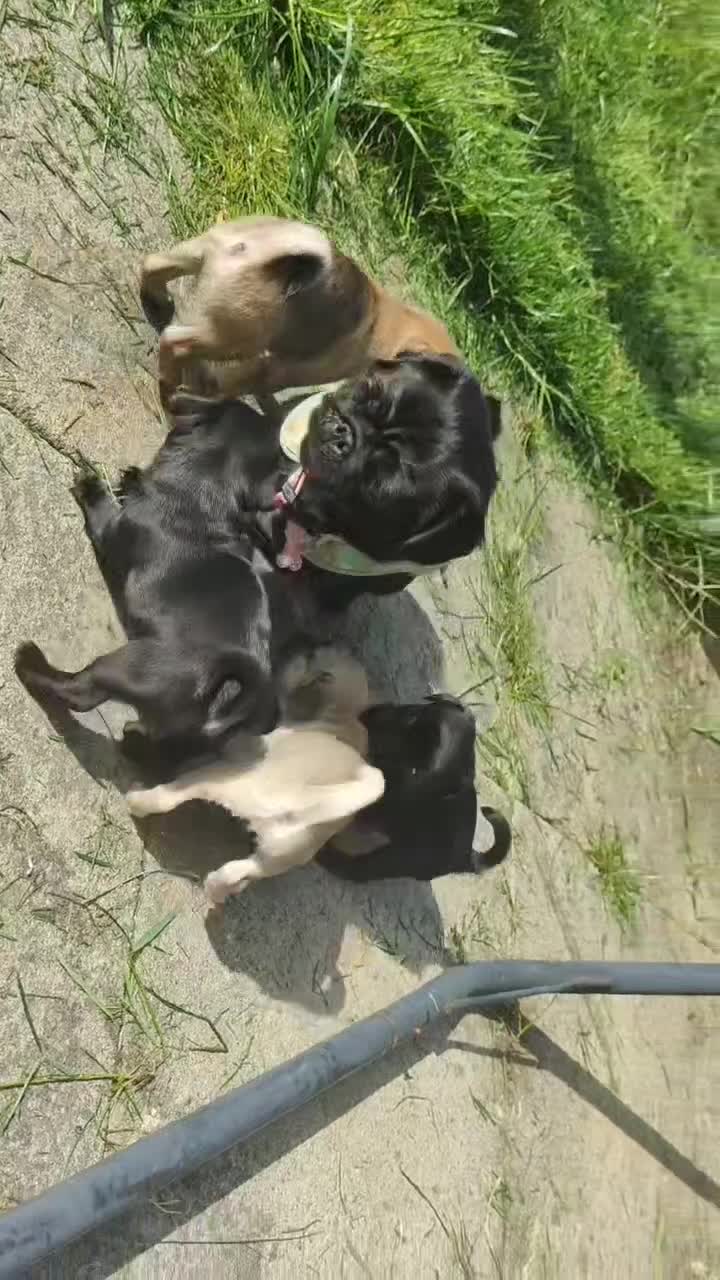 Pug dogs for sale: Ready Pug Pups–Vaccinated, Microchip & loving Home - Video 1