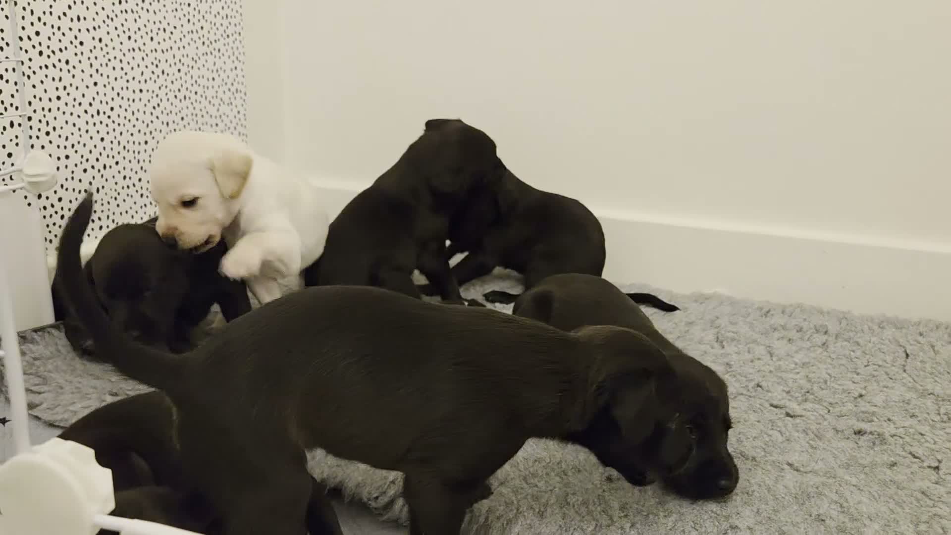 Mixed Breed dogs for sale: 🐾 Labrador × Whippet Puppies! 🐾 - Video 2