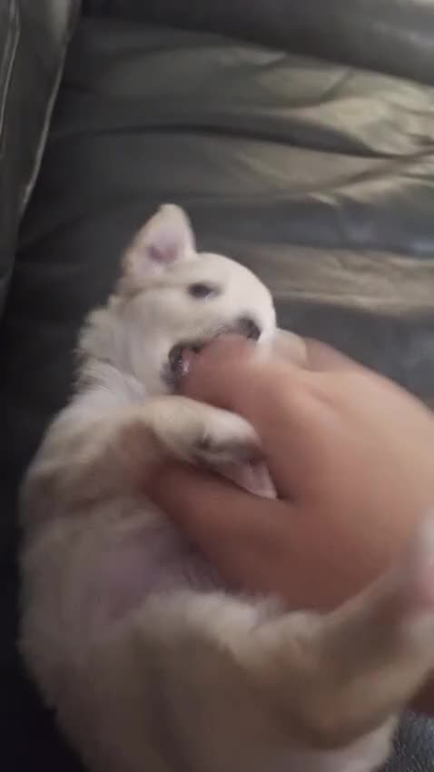 Chihuahua dogs for sale: Gorgeous Tiny Chihuahua Pups - Beautiful Cream Boy - Video 1