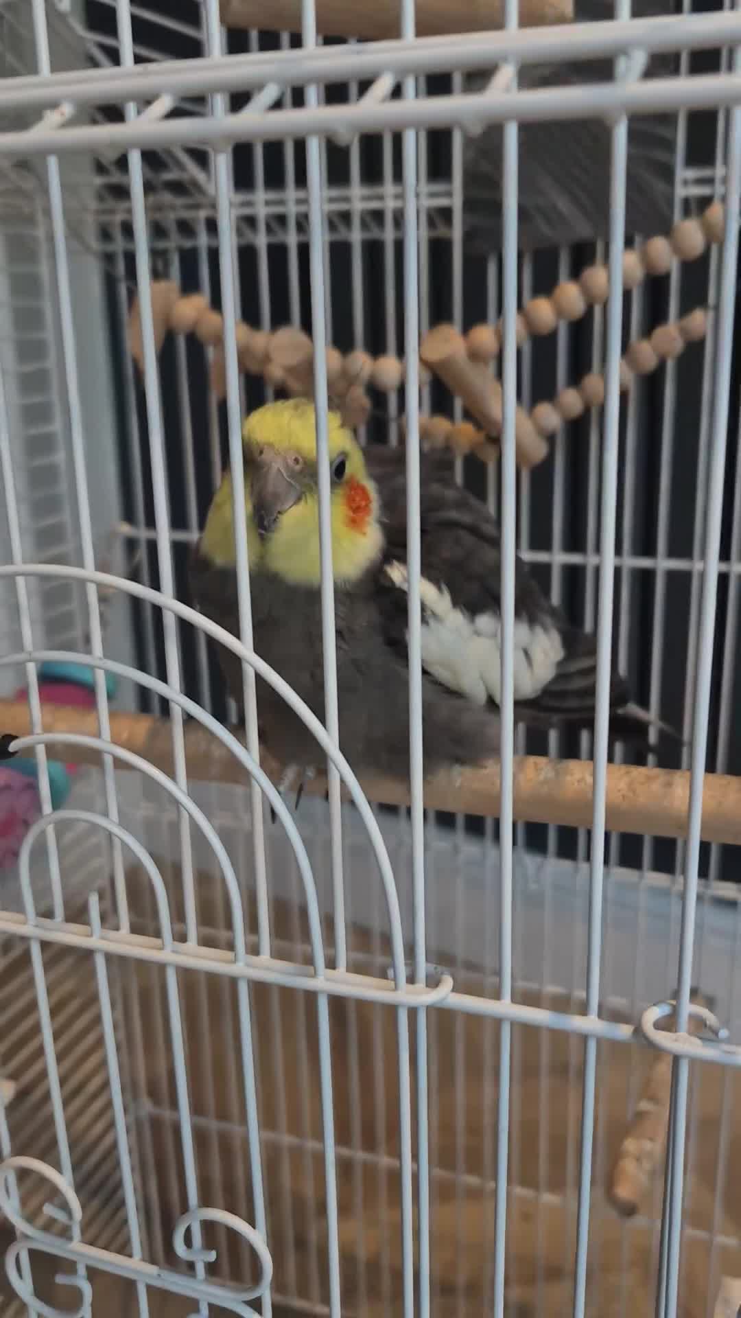 Cockatiels birds for sale: Cockatiel for Sale – Experienced Home Needed - Video 1