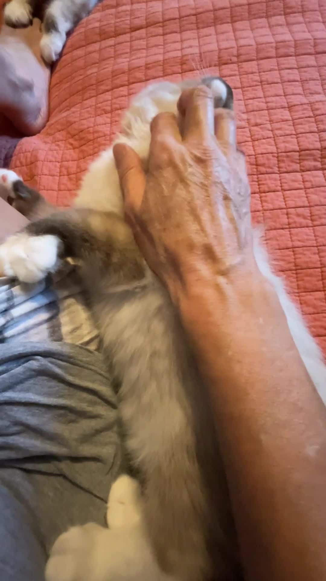 Ragdoll cats for sale: Top Quality, Tica Reg Kittens from Euro / US Lines - Video 1