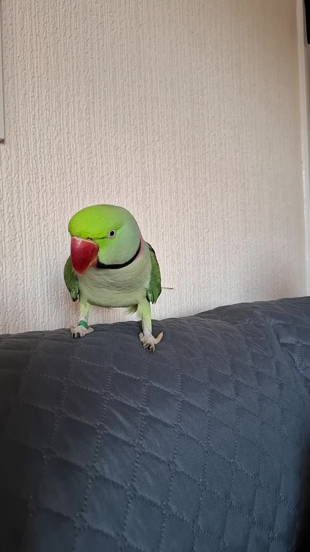 Parakeets birds for sale: Alexandrine boy . And large cage  - Video 2