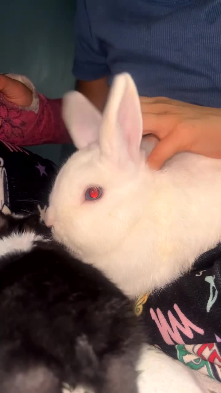 Mixed Breed rabbits for sale: Beautiful black rabbit and brown and white  - Video 2