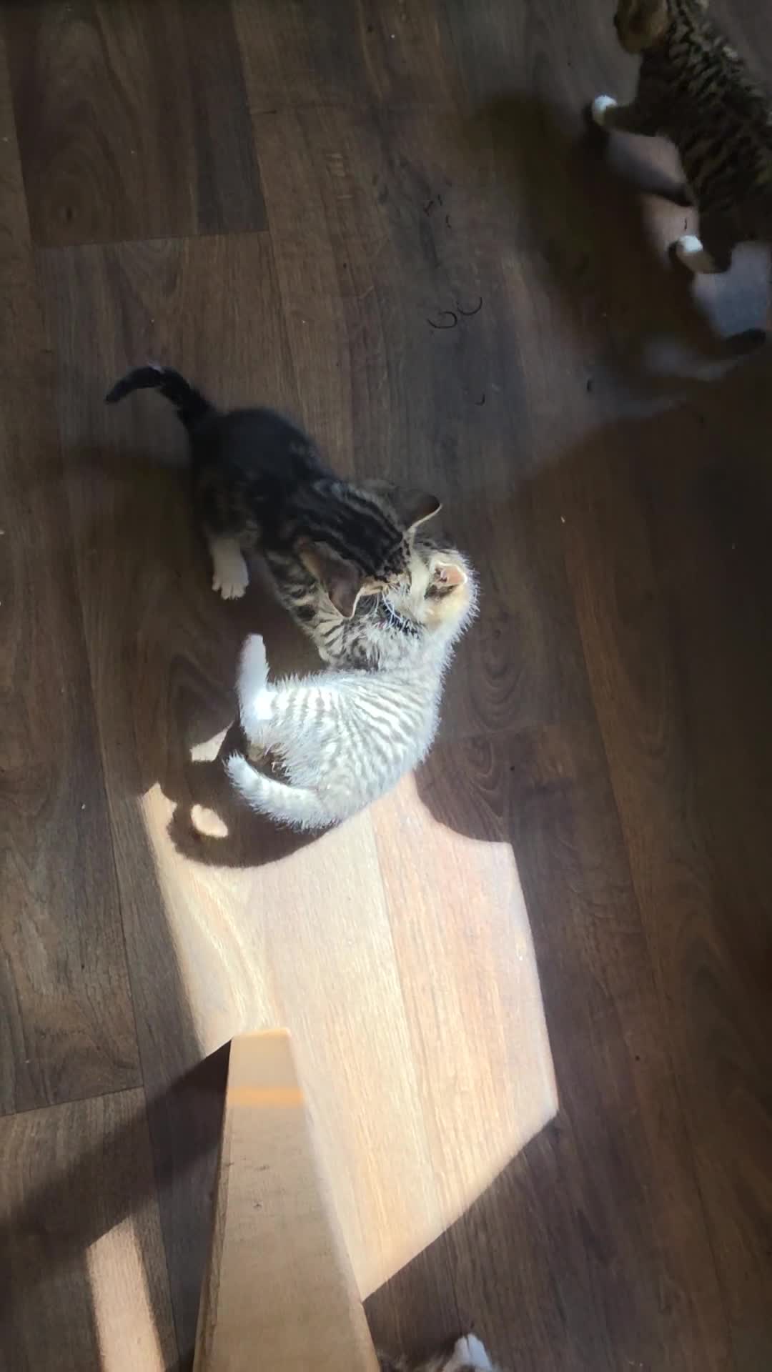 Mixed Breed cats for sale: Kittens ready NOW,  1 girl left - Video 3