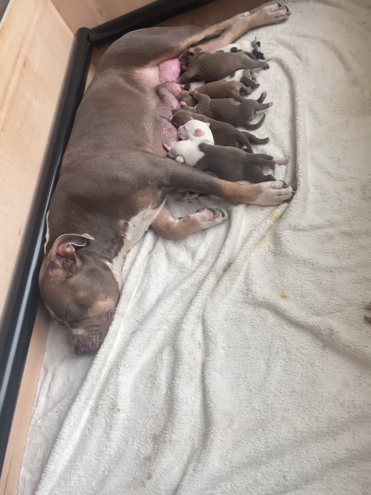 American Bull Staffy dogs for sale: Perfect Puppies -American Bull Staffy’s  - Video 1
