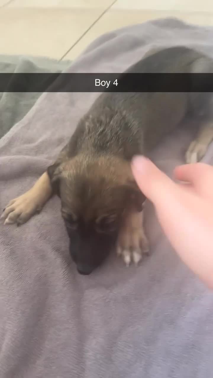 Mixed Breed dogs for sale: 5 saluki grayhound pups ready to go  - Video 3