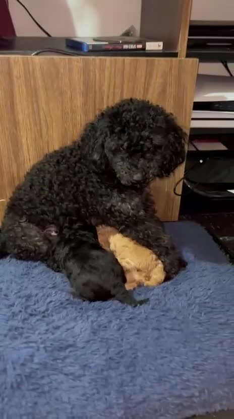 Toy Poodle dogs for sale: Toy Poodle Puppies - Ready Early June | DNA Clear  - Video 1