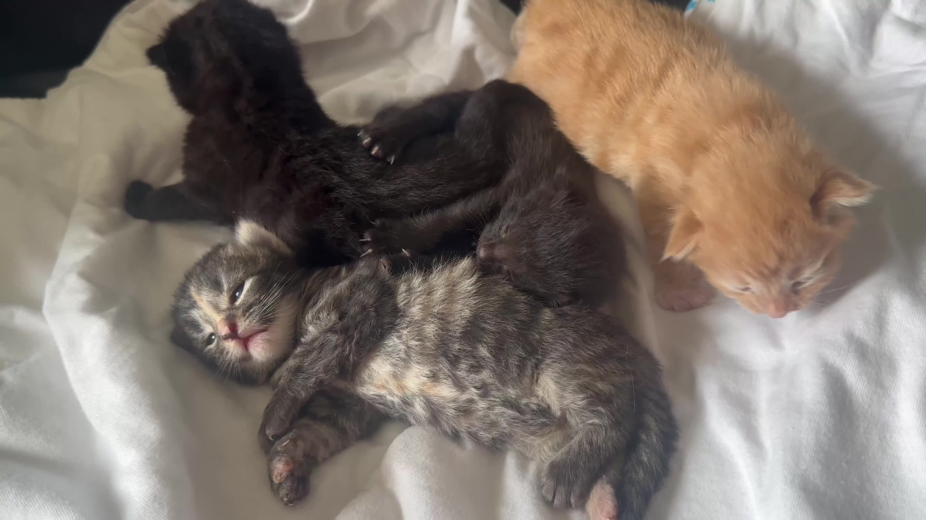 Mixed Breed cats for sale: Kittens ready 7th September  - Video 2