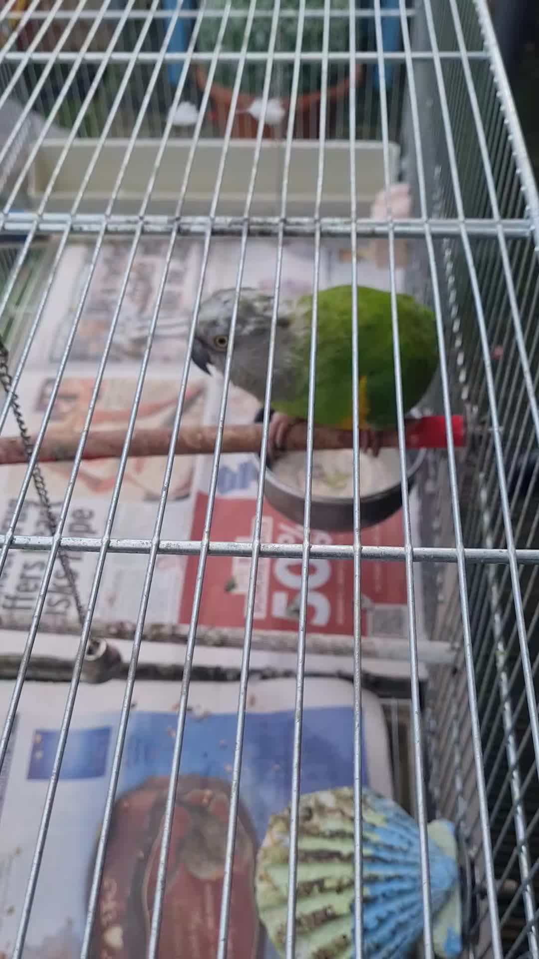 Parrots birds for sale: Senegal bird - Video 1