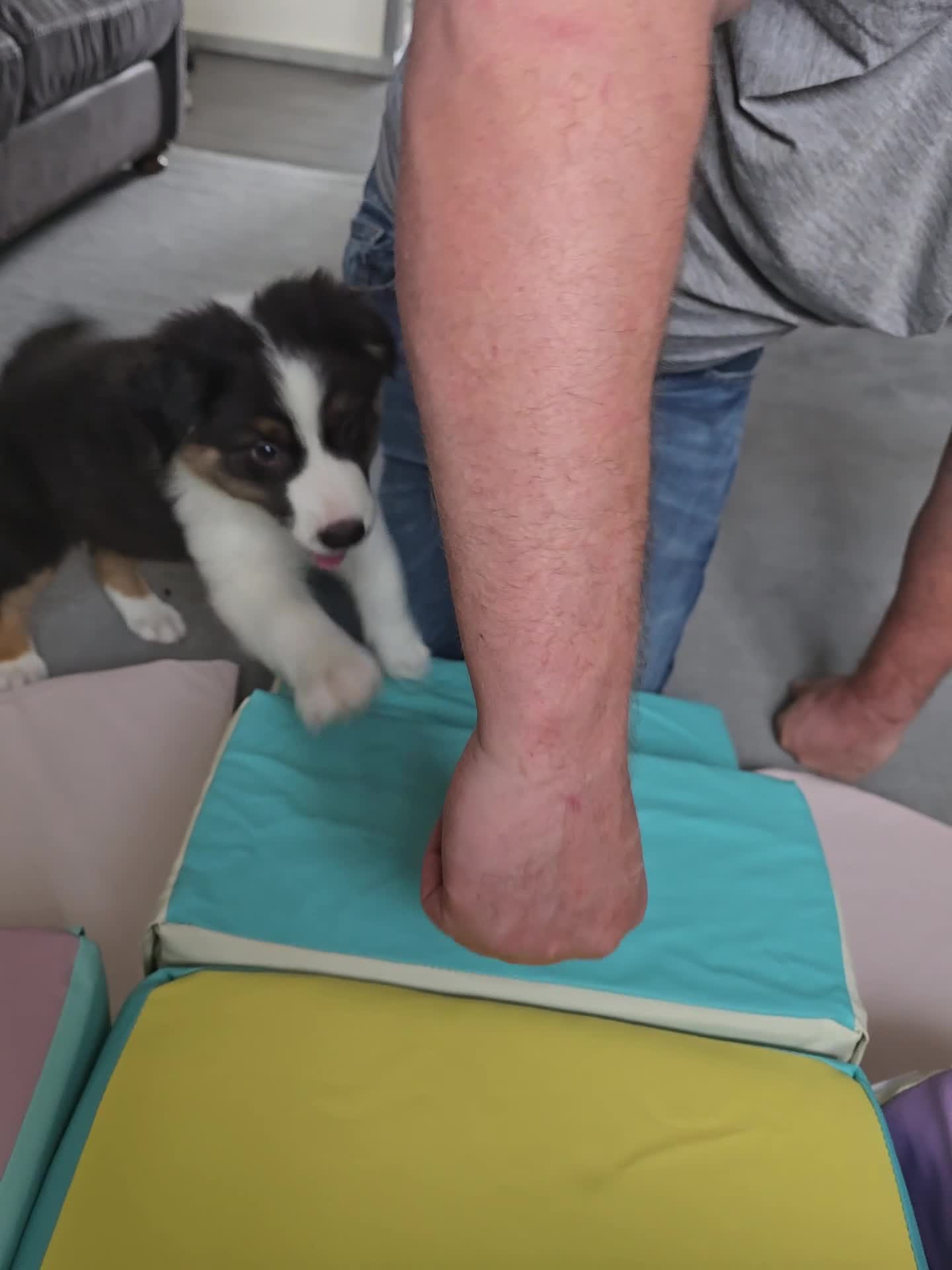 Australian Shepherd dogs for sale: Waiting list open for around **  - Video 2