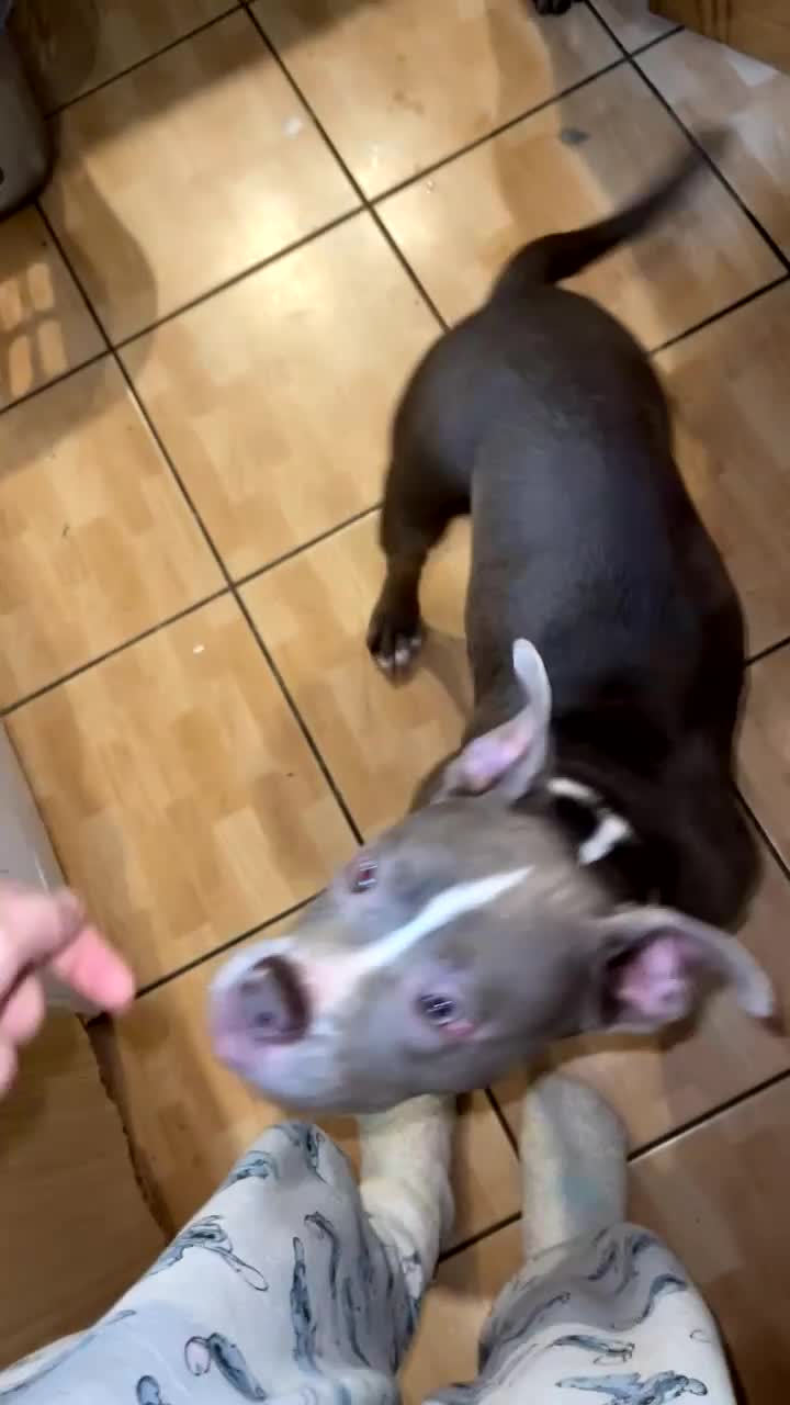 American Bully dogs for sale: Pocket bully - Video 1