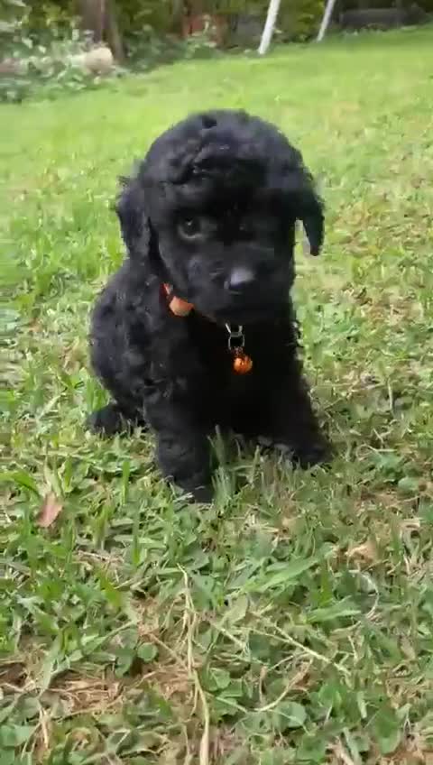 Miniature Poodle dogs for sale: 💌 To Loving Homes Only: - Video 2