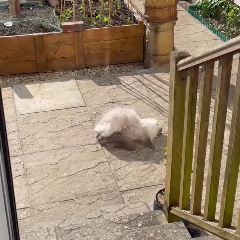 Ragdoll cats for sale: Rehoming our beautiful girl  - Video 1