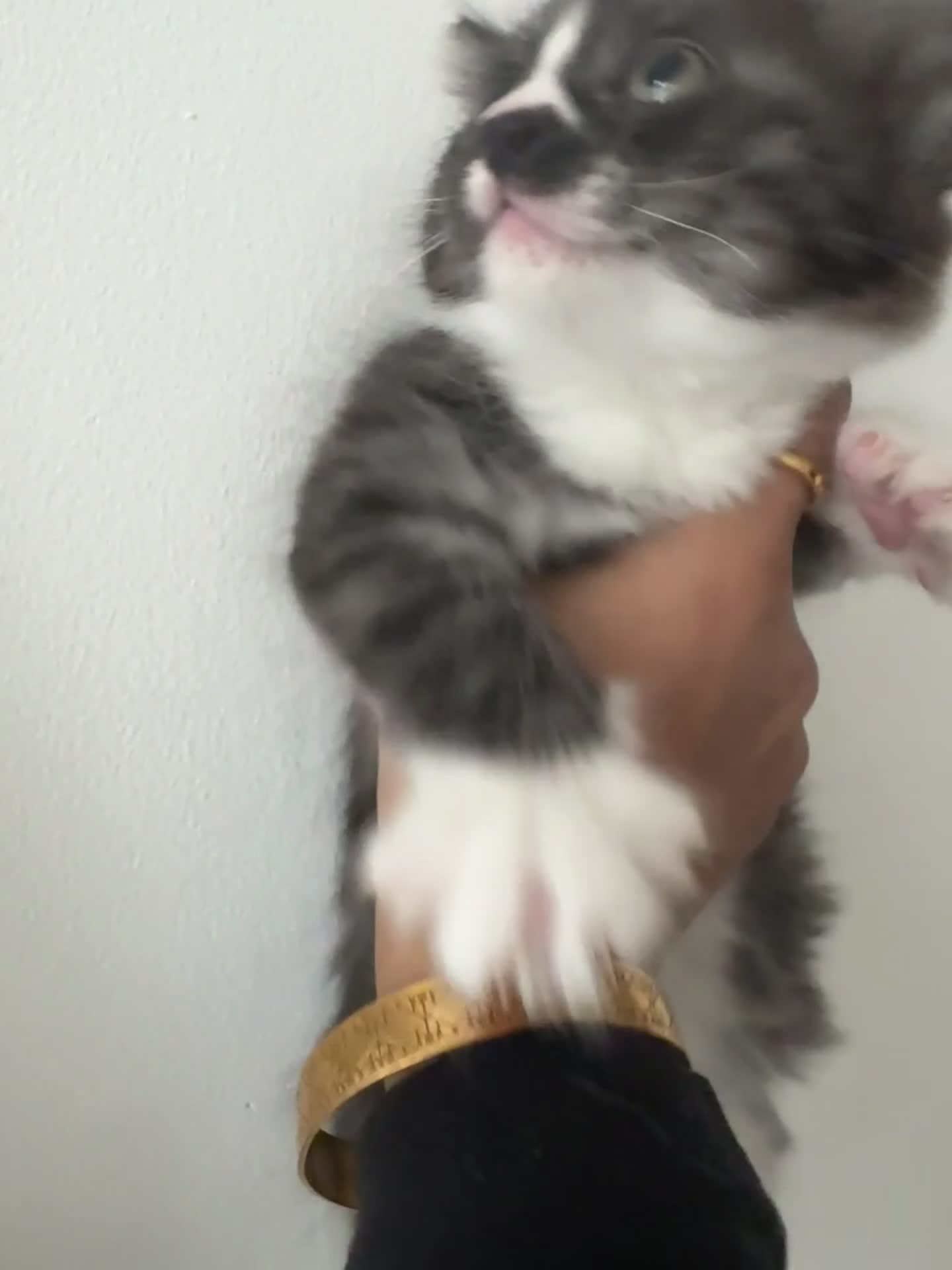 British Shorthair cats for sale: Bengal x British short hair  - Video 4