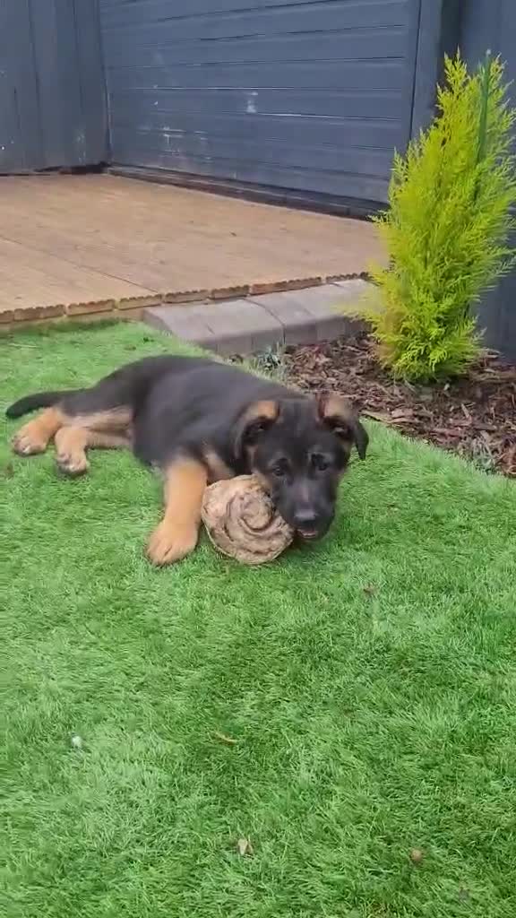 German Shepherd dogs for sale: 4 generation German shepard (shorthair) - Video 1