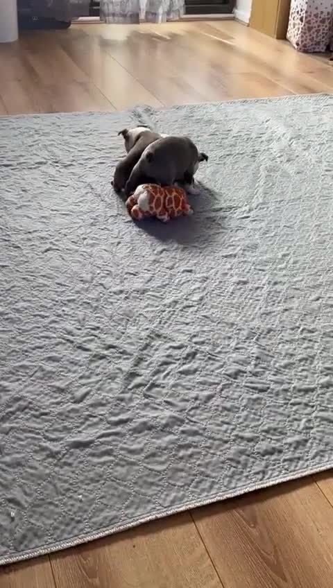 Boston Terrier dogs for sale: Adorable Boston Terrier Puppies – Kennel Club Reg - Video 3