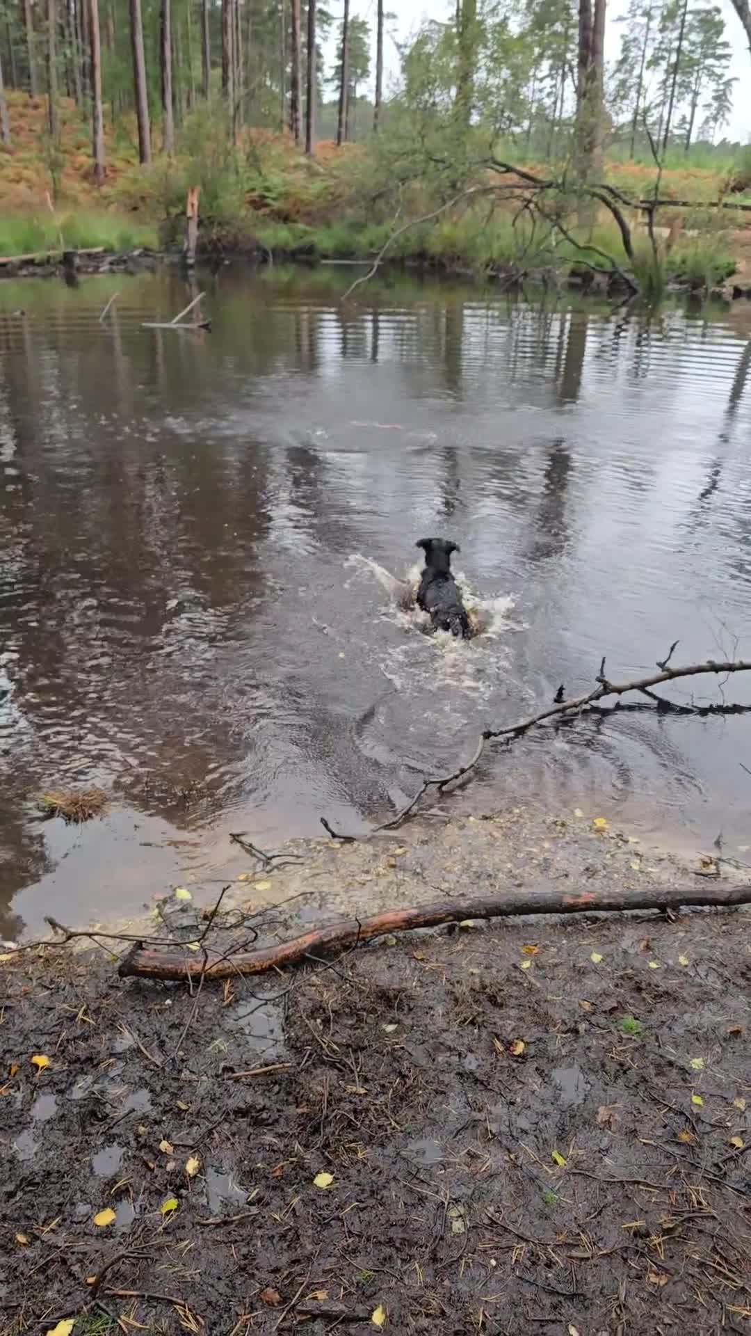 Mixed Breed dogs for sale: Tilly the Sheprador GSD/Lab cross - Video 1