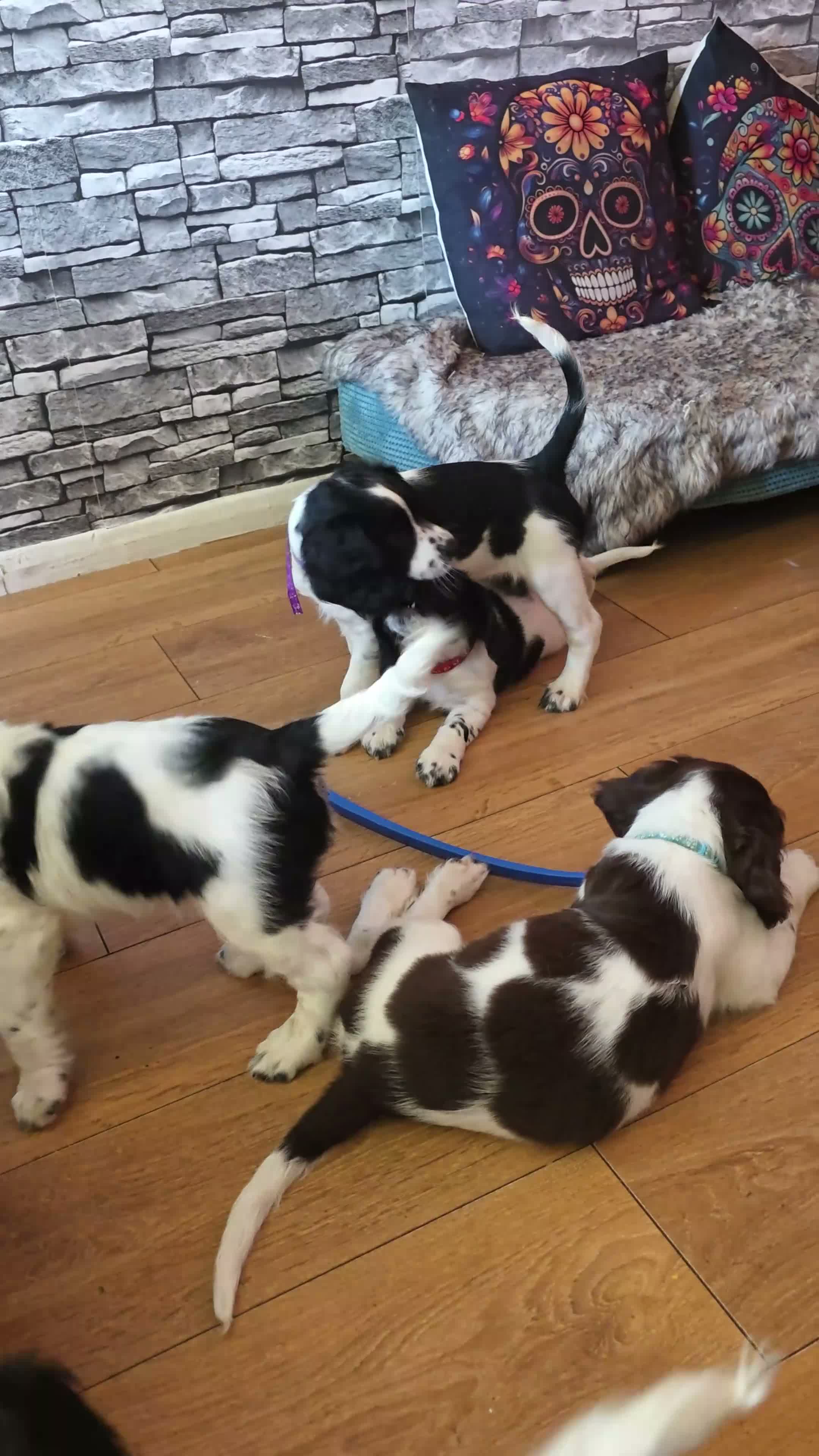 English Springer Spaniel dogs for sale: Orio and her puppies 🐶  in Towcester - Video 1