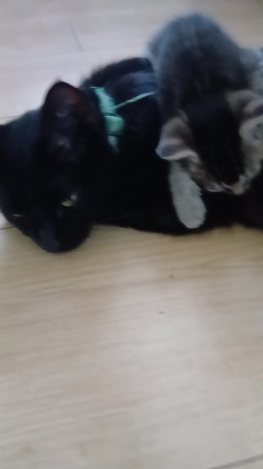 British Shorthair cats for sale: 1 boys,6girls - Video 1