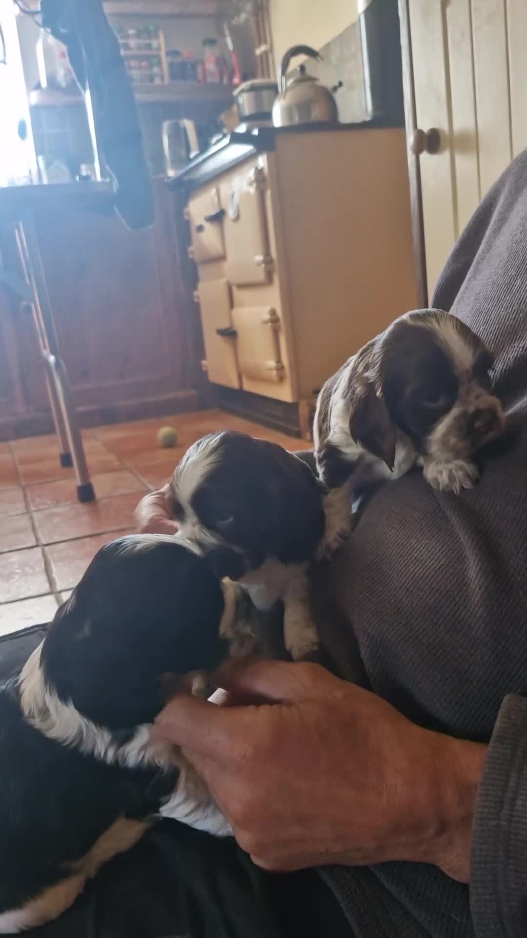 Cockalier dogs for sale: Stunning girls. DNA health tested parents  - Video 2