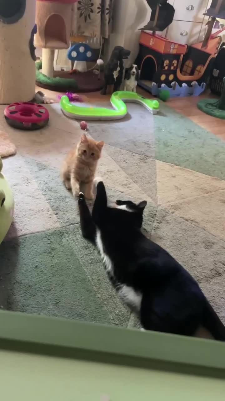 Mixed Breed cats for sale: Dog and hoover proof, fluffy little boy*ready now* - Video 1