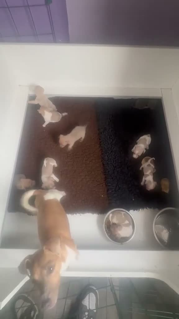 Jack Russell dogs for sale: Beautiful Jack Russell pups  - Video 2