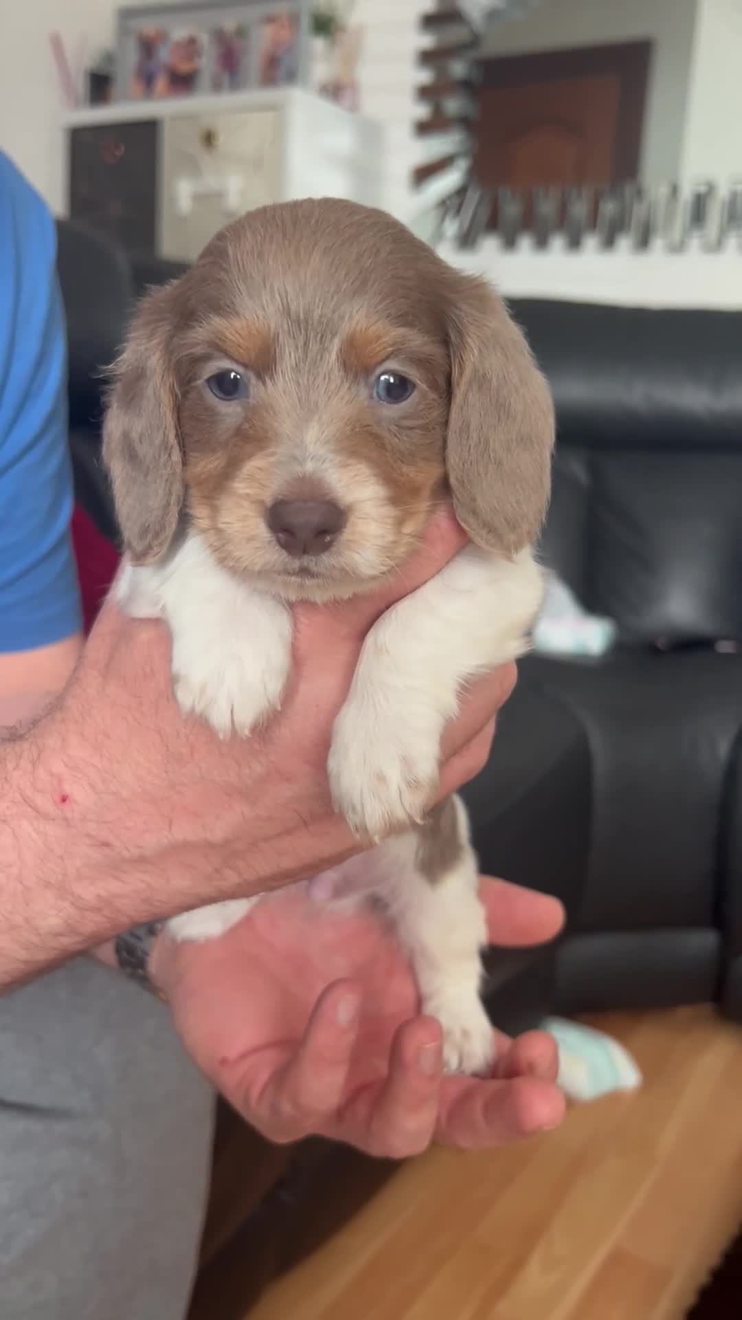 Dachshund dogs for sale: 3 kc Miniature daschunds Puppys  - Video 3