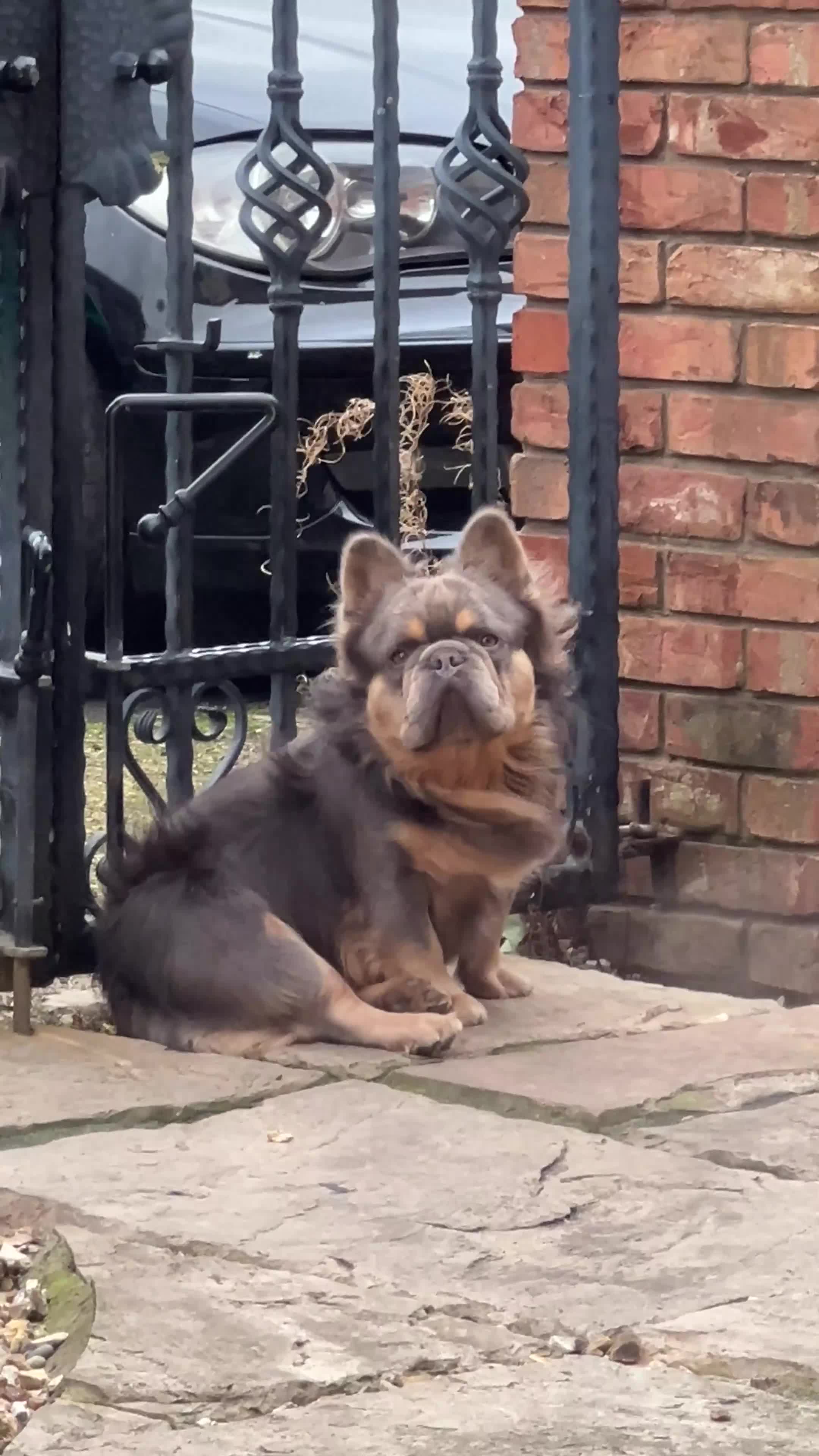 French Bulldog dogs for stud: Lilac & Cherry tan Fluffy in Manchester - Video 2