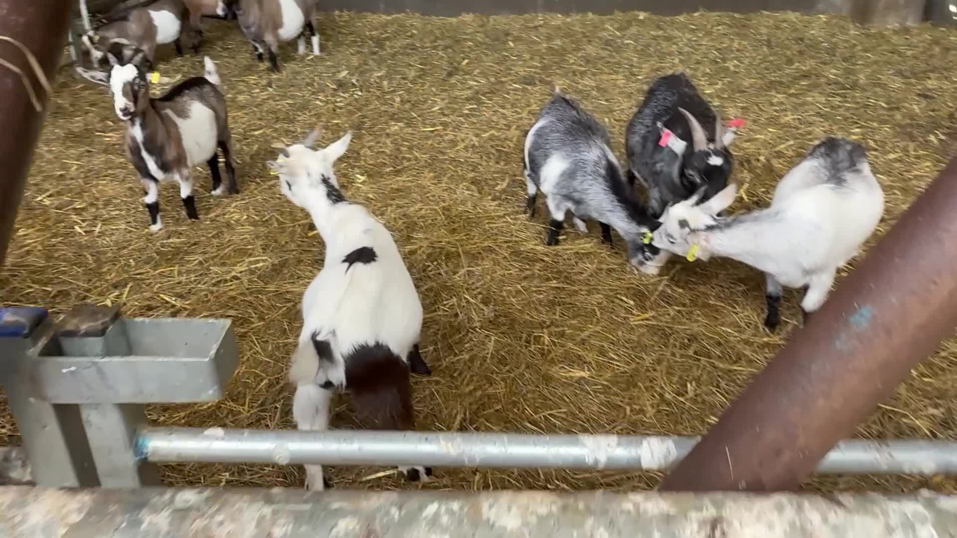 Goats livestock for sale: Hilarious friendly baby Pygmy kids for sale  - Video 5