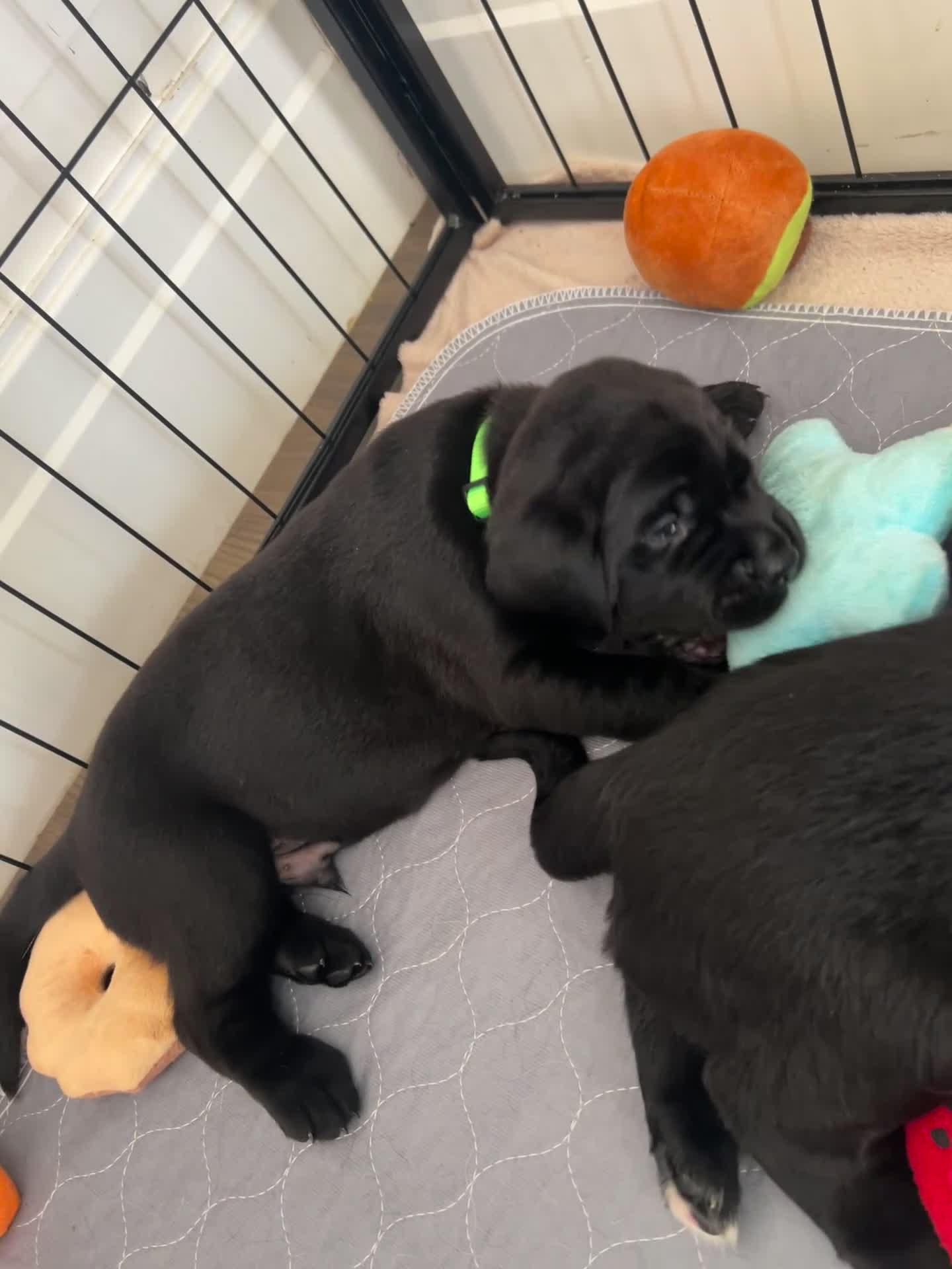 Mixed Breed dogs for sale: Gorgeous puppies - Video 2
