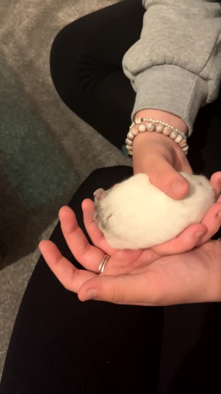 Hamster rodents for sale: Syrian Hamster for sale  in Burnley - Video 1