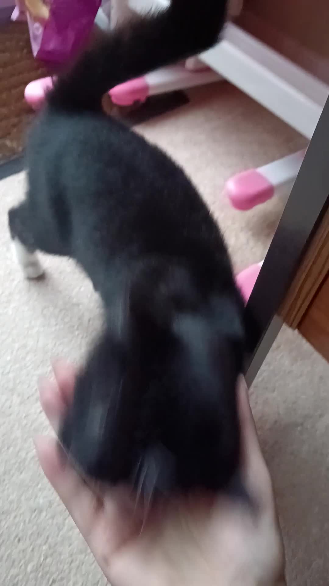 Domestic Shorthair cats for sale: A loving cat.  - Video 1