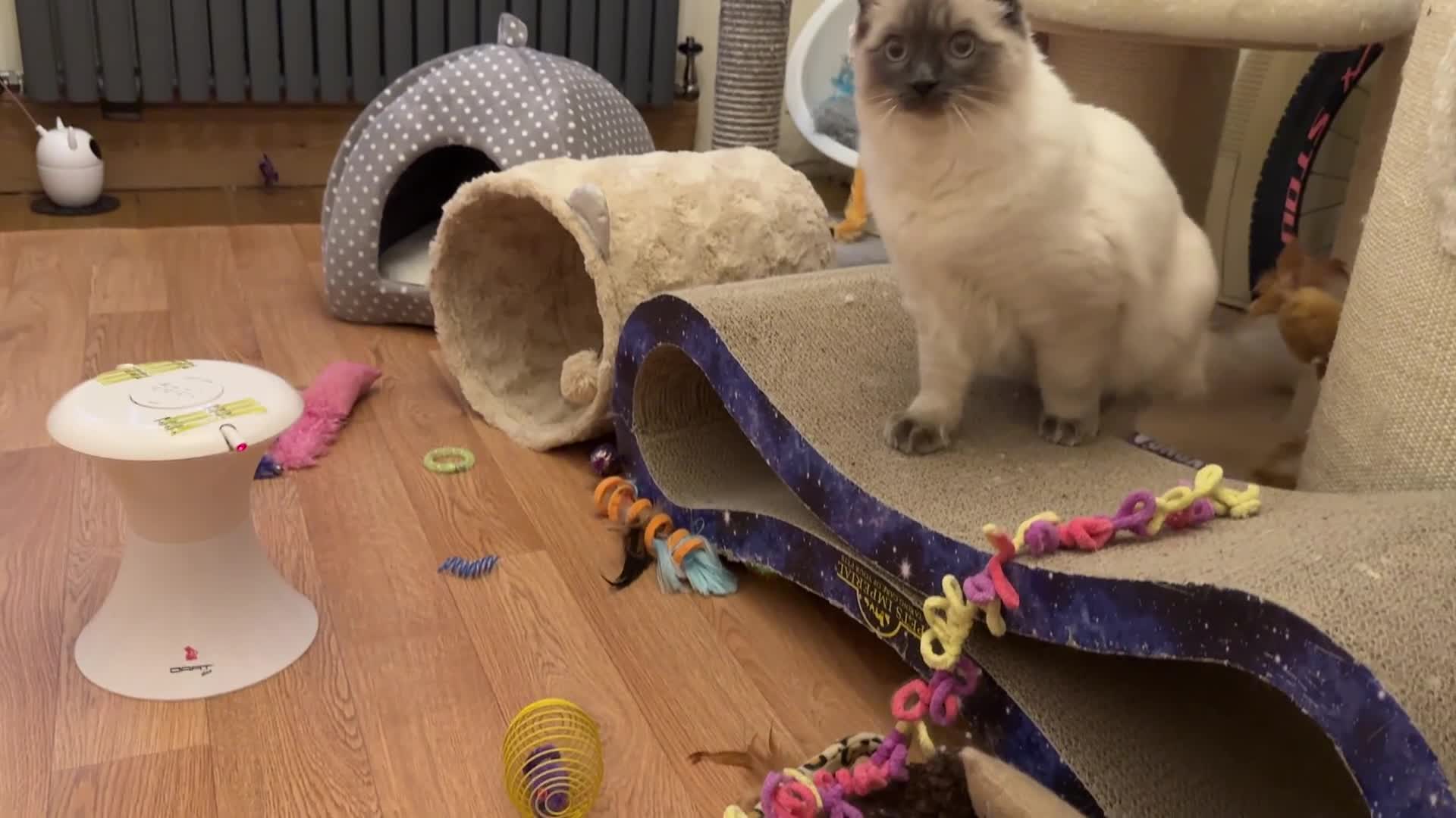 Ragdoll cats for sale: GCCF REGISTERED Ragdoll Kitten Blue Colourpoint - Video 1