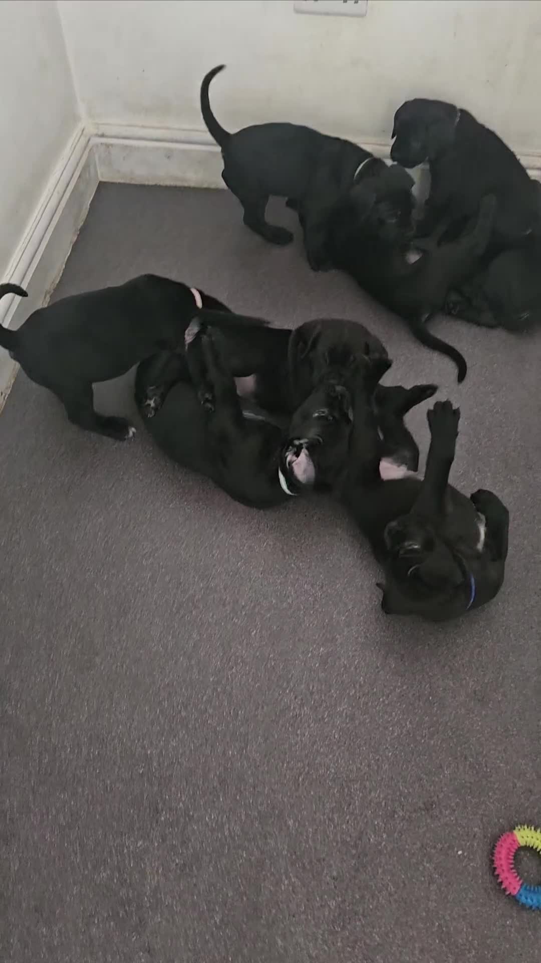 Cane Corso dogs for sale: Panther cane corso  - Video 1
