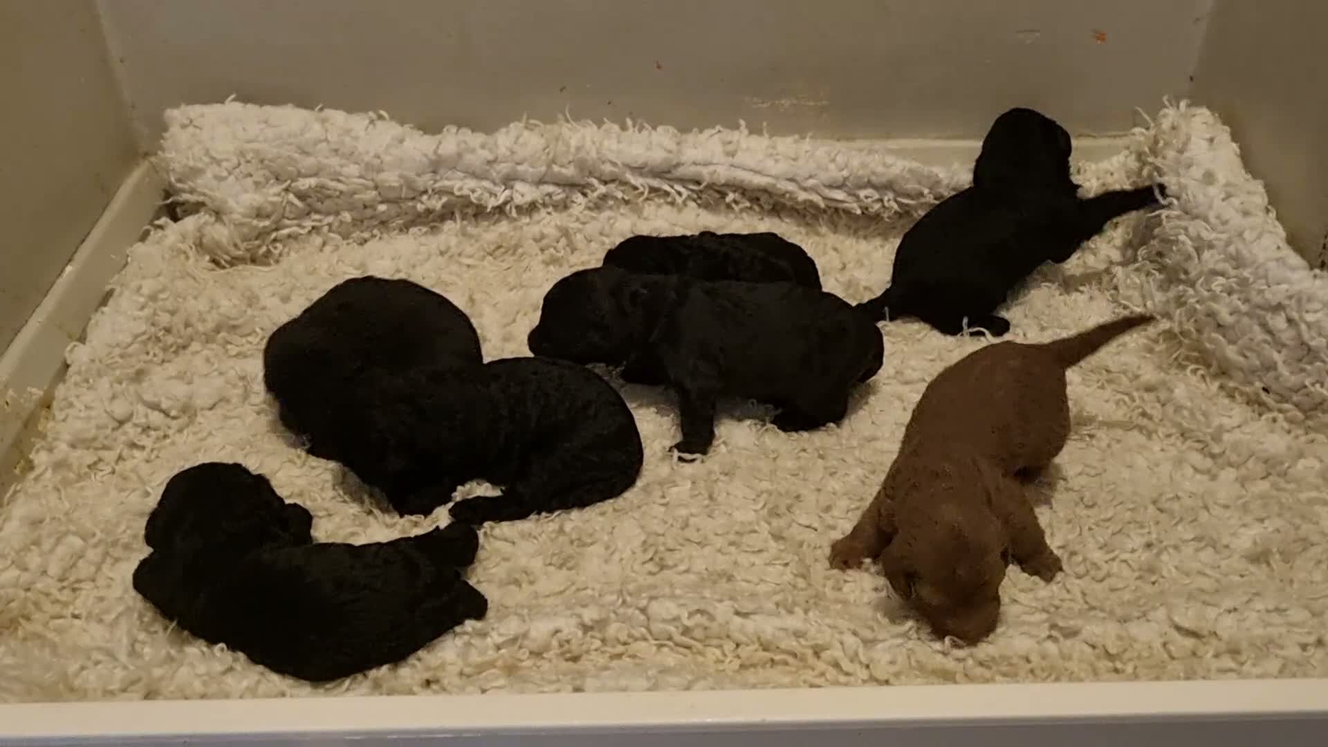 Bedlington Terrier dogs for sale: Bedlington terrier pups for sale  - Video 1