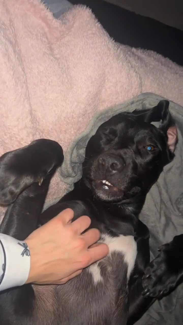 Mixed Breed dogs for sale: Peggy looking for her forever home  - Video 1