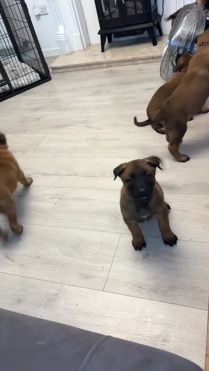 Belgian Shepherd Dog dogs for sale: DWKC Registered Belgian Malinois litter  - Video 2