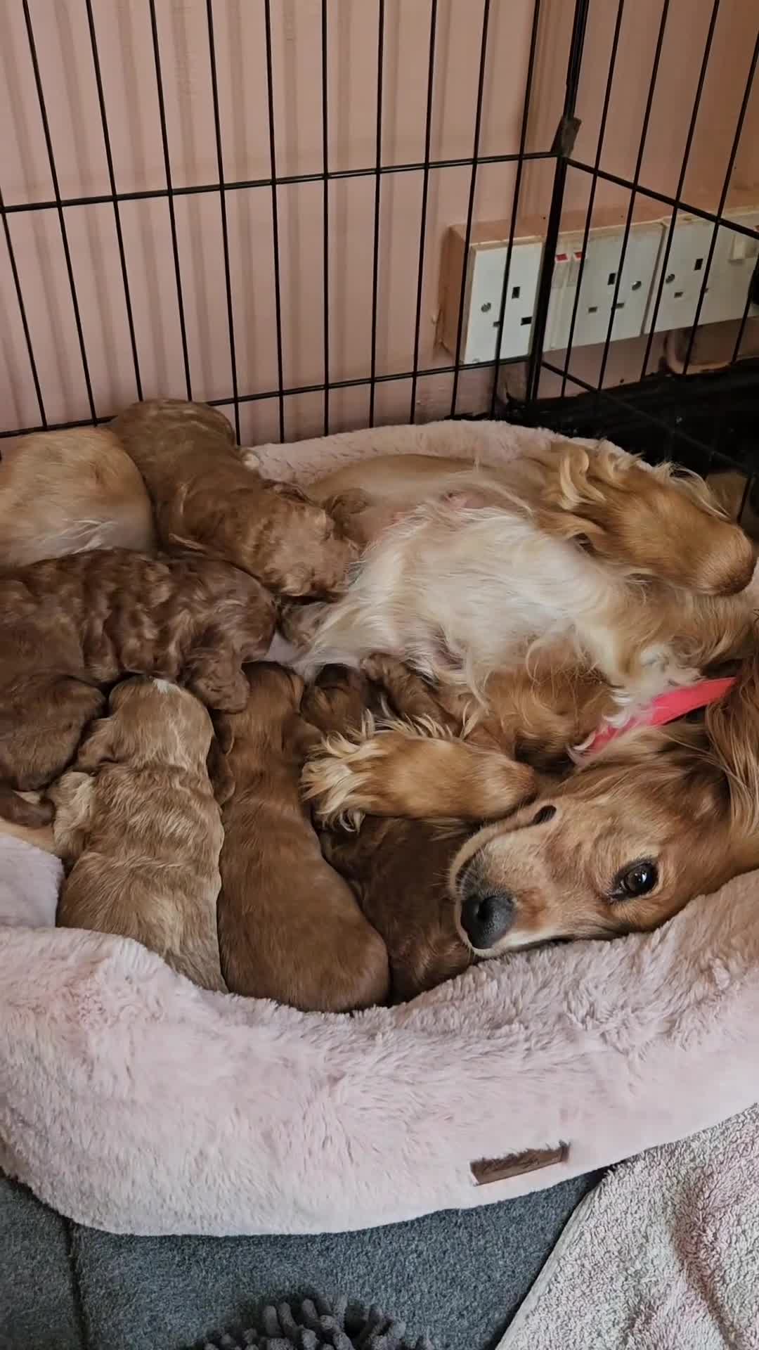 Cockapoo dogs for sale: Cockerpoo  in Leeds - Video 1