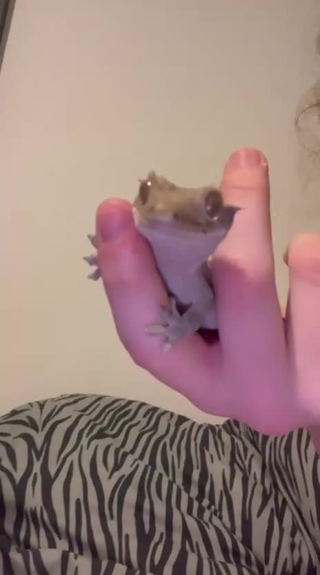 Gecko reptiles for sale: Crested Gecko for sale - Video 1
