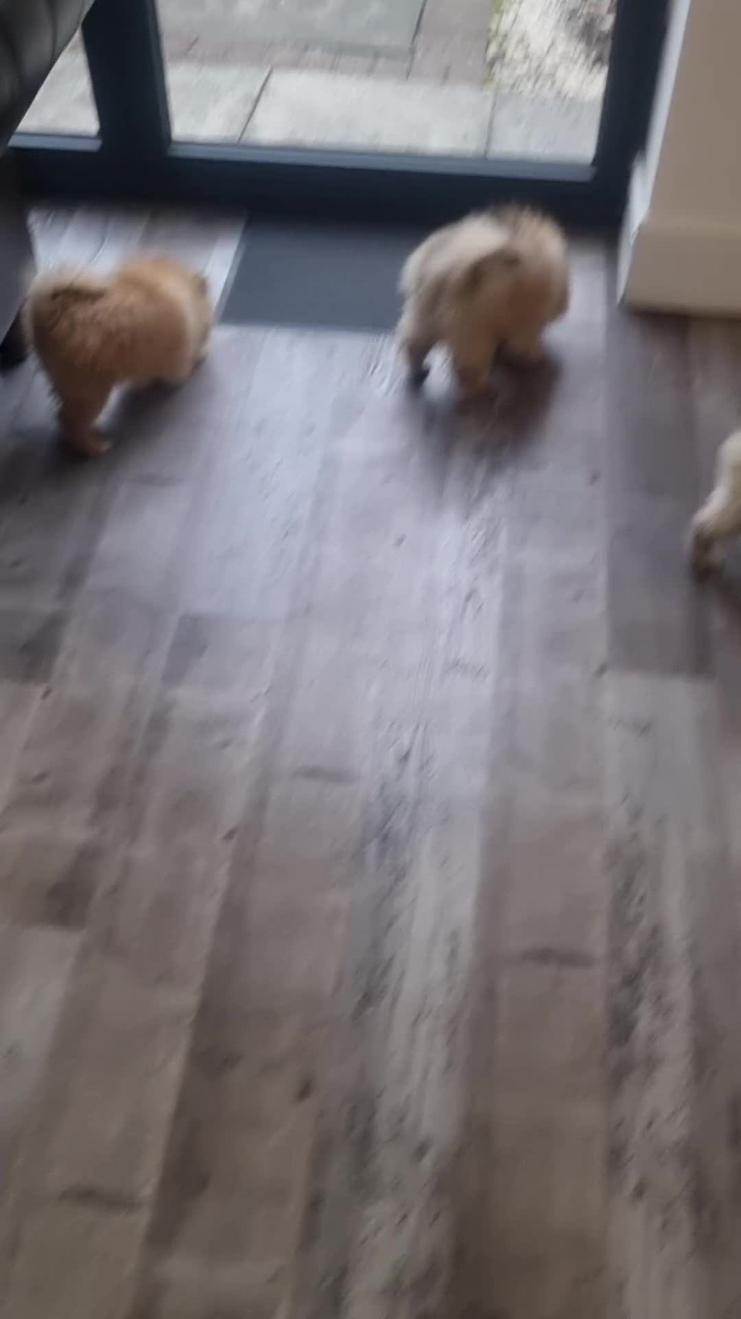 Pomeranian dogs for sale: Adorable Pomeraniums  in Bolton - Video 1