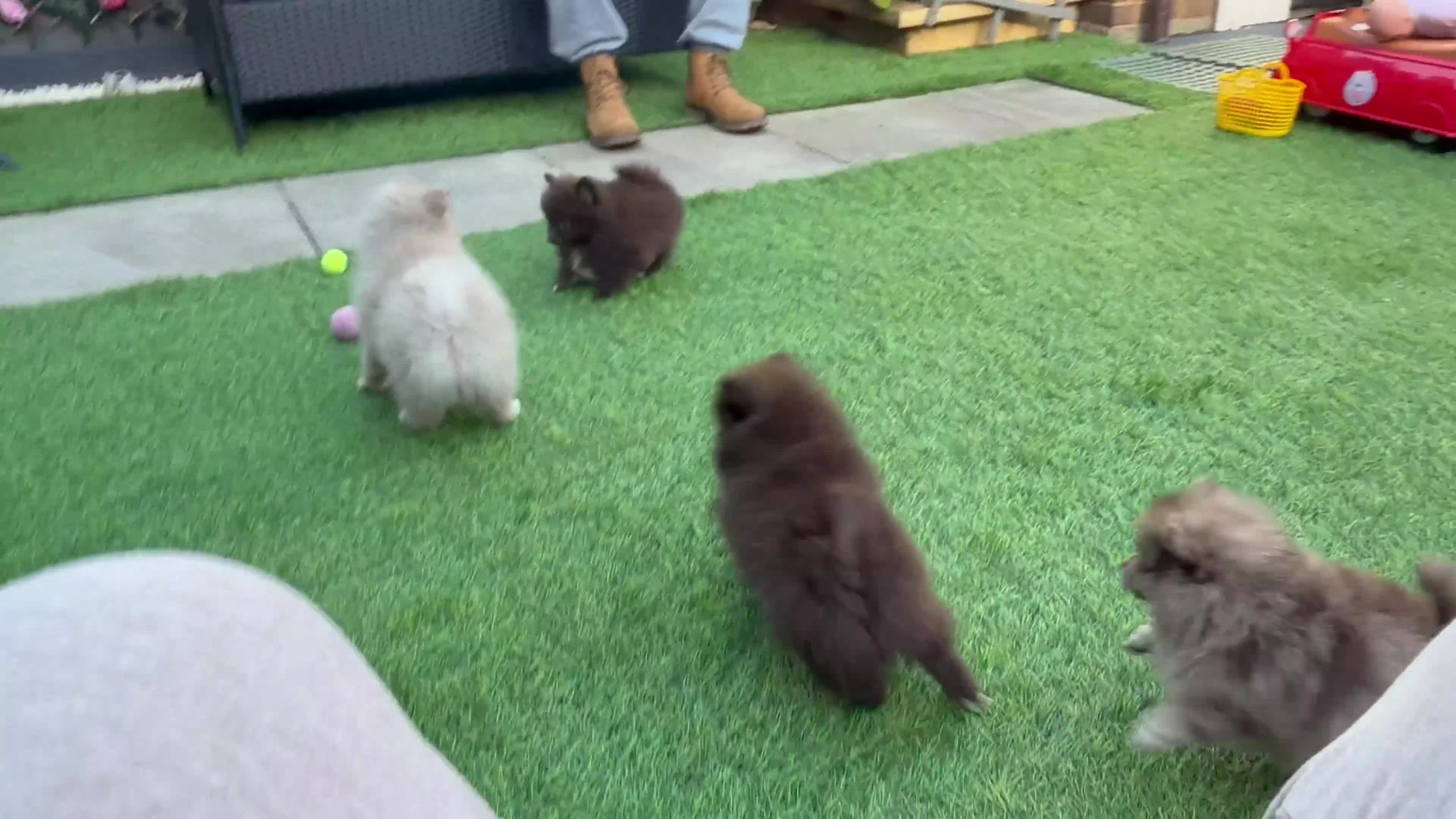 Pomeranian dogs for sale: READY NOW! KC✨DNA 100% POM!🧬HEALTH TESTED!🧬 - Video 2