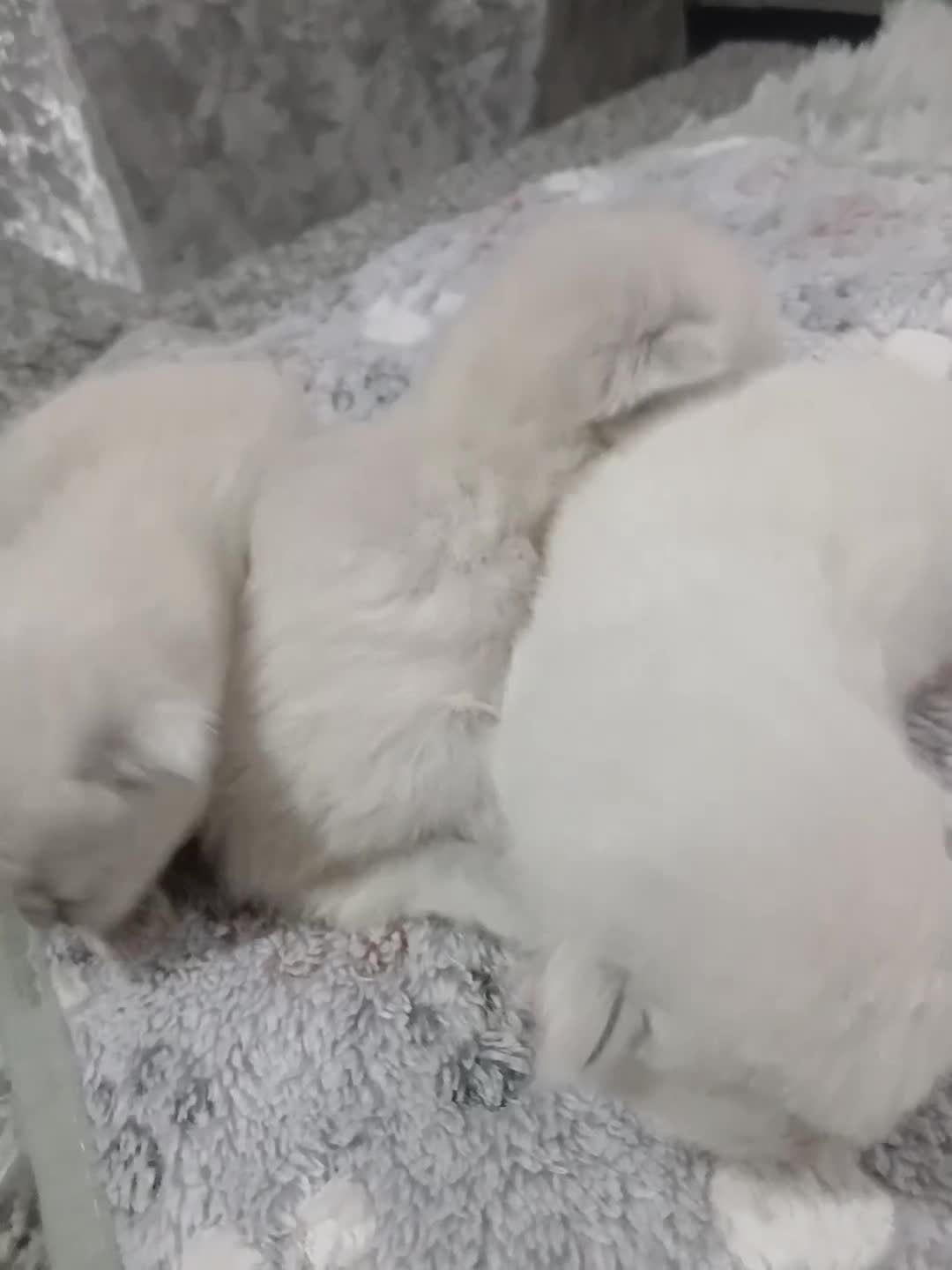 Ragdoll cats for sale: Ragdoll kittens  - Video 1