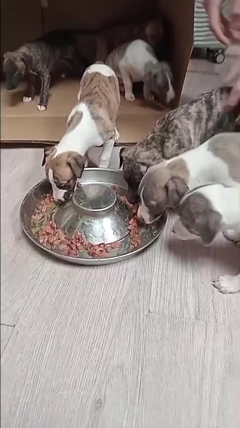 Whippet dogs for sale: *LAST MALE PUPPY* Beautiful KC Registered Puppies - Video 4