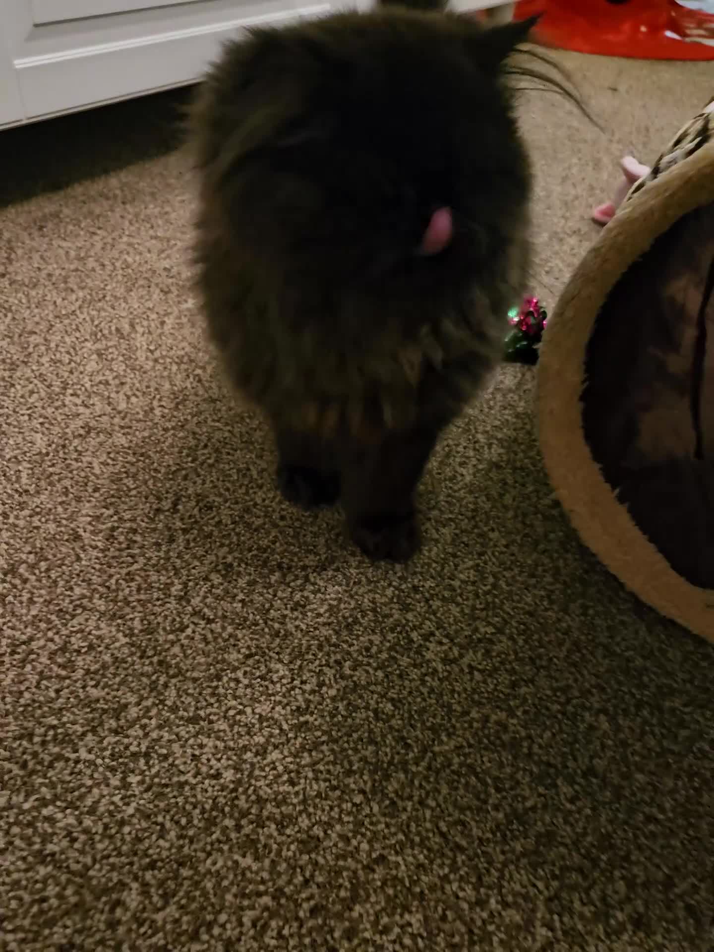 Persian cats for sale: Stunning Persian girl  - Video 3