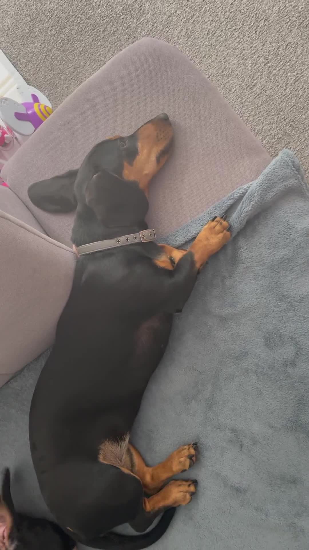 Dachshund dogs for sale: Dachshund for sale  - Video 1