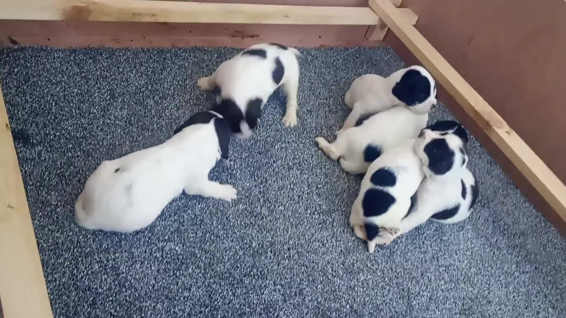 English Springer Spaniel dogs for sale: English springer spaniel pups  - Video 1