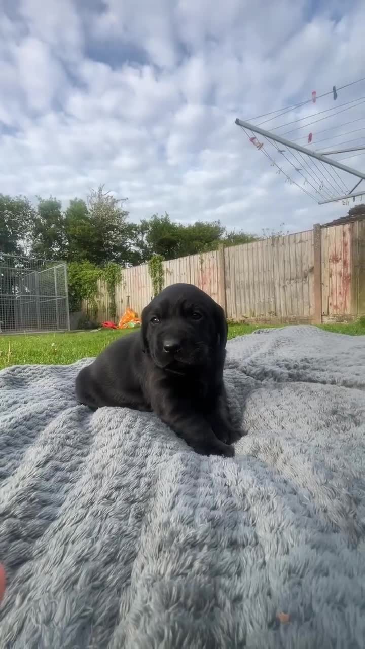 Labrador Retriever dogs for sale: Gamekeeper-bred Labrador puppies available - Video 2
