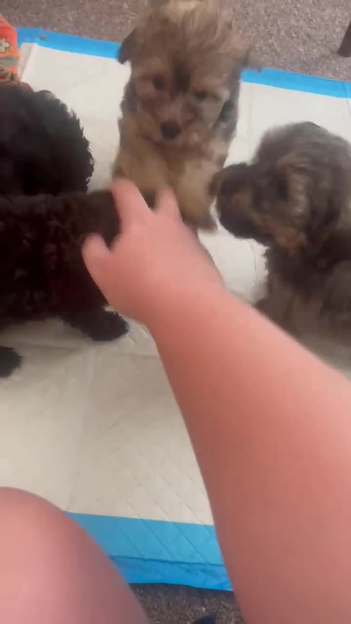 Mixed Breed dogs for sale: Yorkiepoo Puppies - Video 1